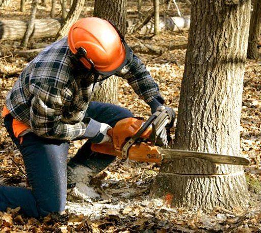 Tree Removal in Waverly, MO